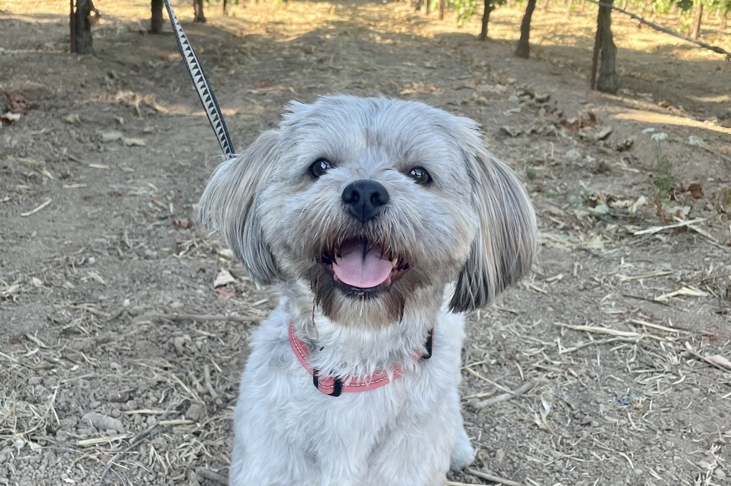 Finn