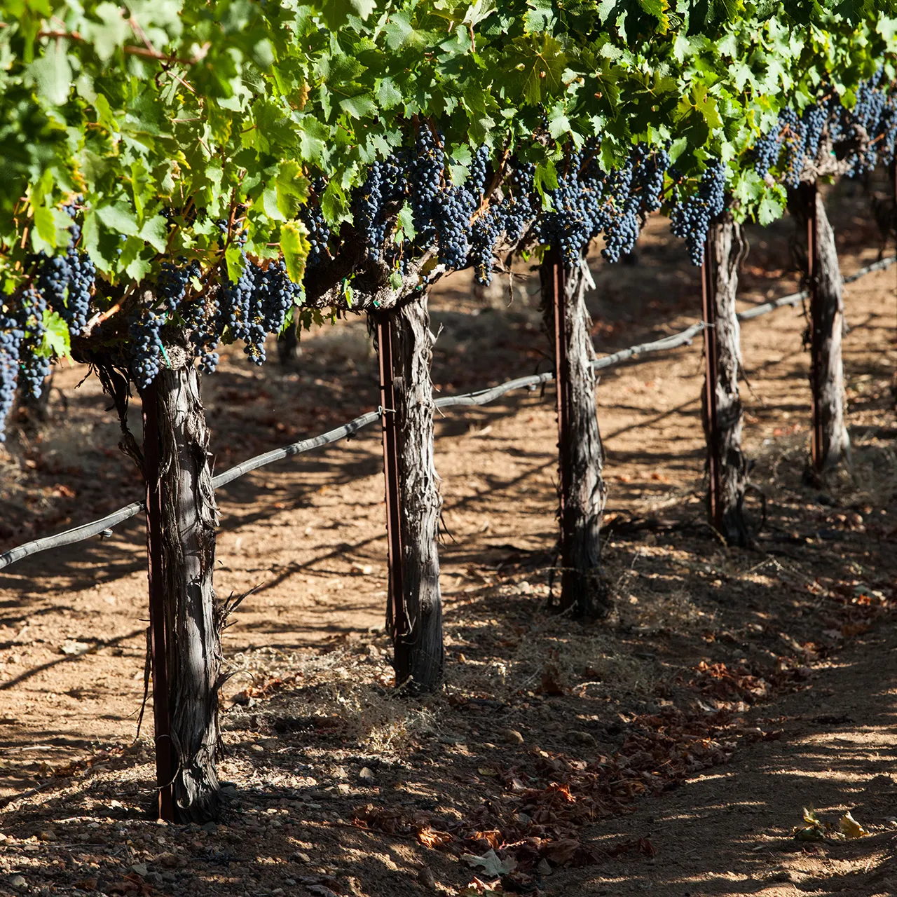 Vines full of grapes