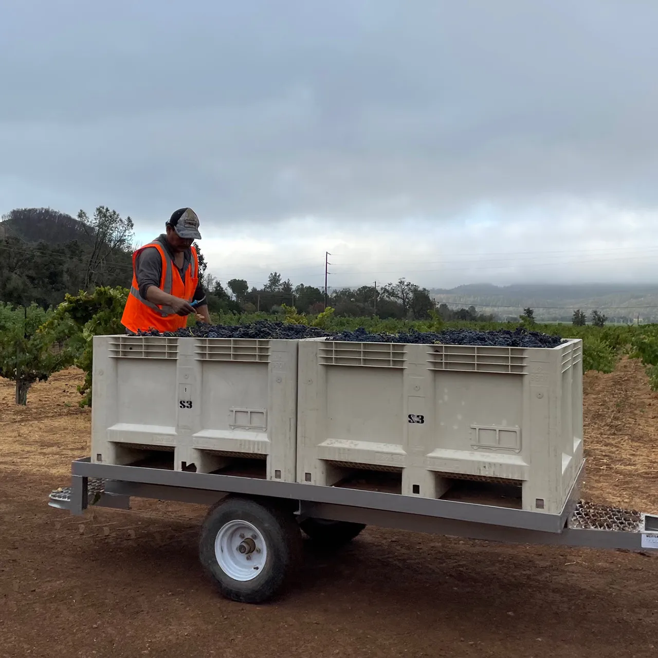 Worker looking at freshly picked grapes