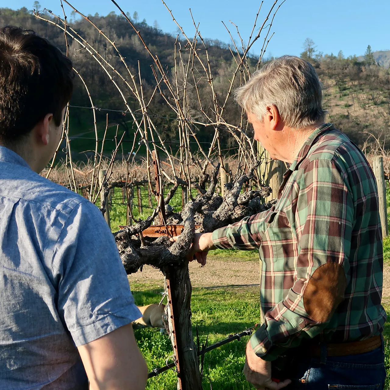 Men looking at vines
