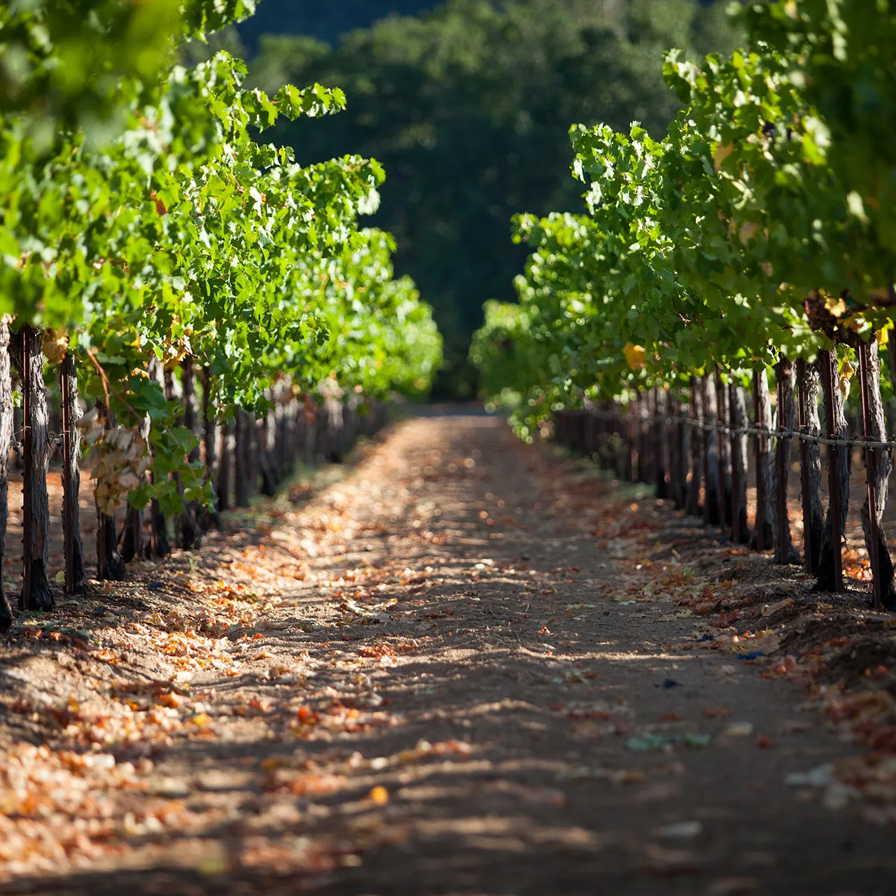 Switchback Ridge vineyard