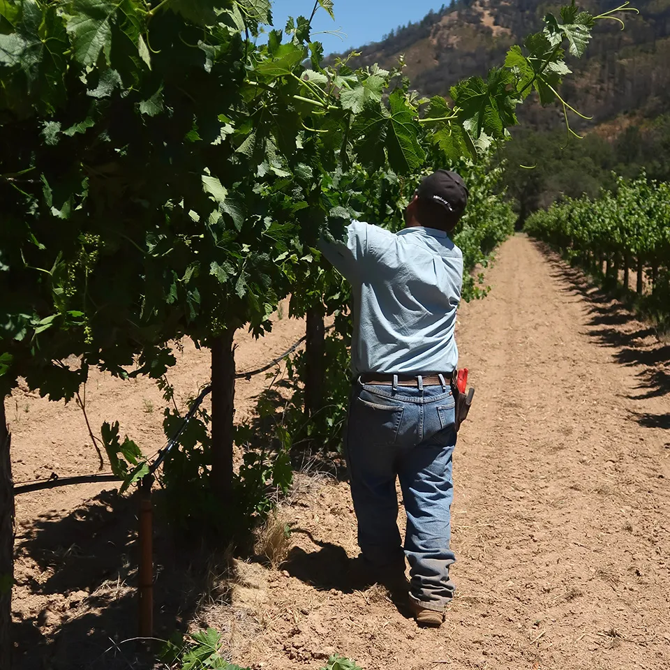 Worker in vineyard